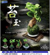 画像: 苔玉ミニチュアコレクション（１２月）【▽５００円カプセル　２０個入り　レインボー】＋正規台紙