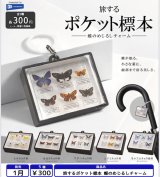 画像: 旅するポケット標本 蝶のめじるしチャーム（１月）【▼３００円カプセル ４０個入り レインボー】＋正規台紙