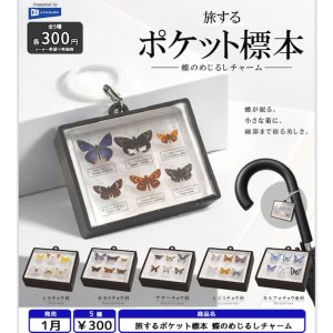 画像: 旅するポケット標本 蝶のめじるしチャーム（１月）【▼３００円カプセル ４０個入り レインボー】＋正規台紙