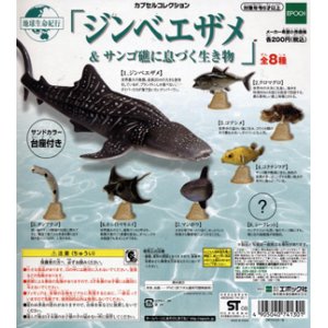 画像: 地球生命紀行　ジンベイザメ＆サンゴ礁に息づく生き物