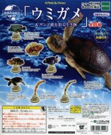 画像: 地球生命紀行　ウミガメ＆サンゴ礁を彩る生き物