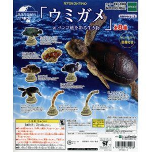 画像: 地球生命紀行　ウミガメ＆サンゴ礁を彩る生き物