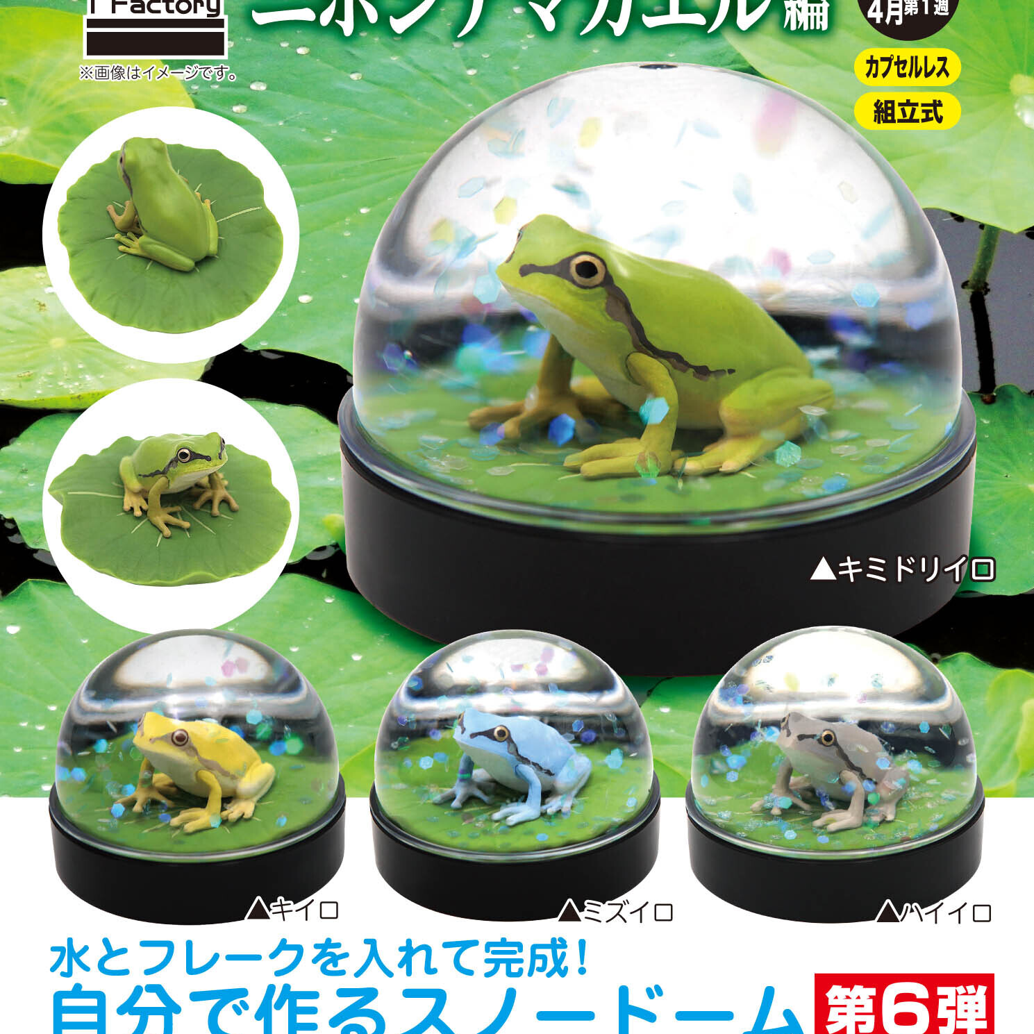 画像1: ウォータードームファクトリー　二ホンアマガエル編（４月）【♪５００円カプセルトイ　２０個入り　奇譚クラブ】＋正規台紙