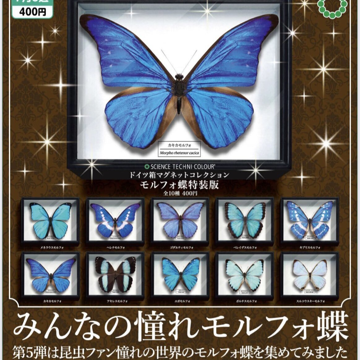 画像1: STC ドイツ箱 マグネットコレクション モルフォ蝶特装版（７月）【◆４００円カプセルトイ　３０個入り　いきもん】＋正規台紙