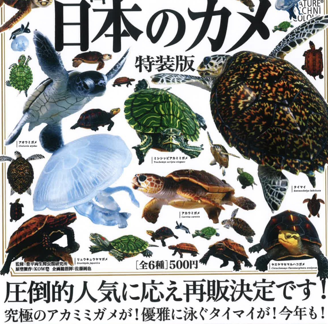 画像1: NTC 日本のカメ 特装版（再販）（８月）【□５００円カプセルトイ　２０個入り　いきもん】＋正規台紙
