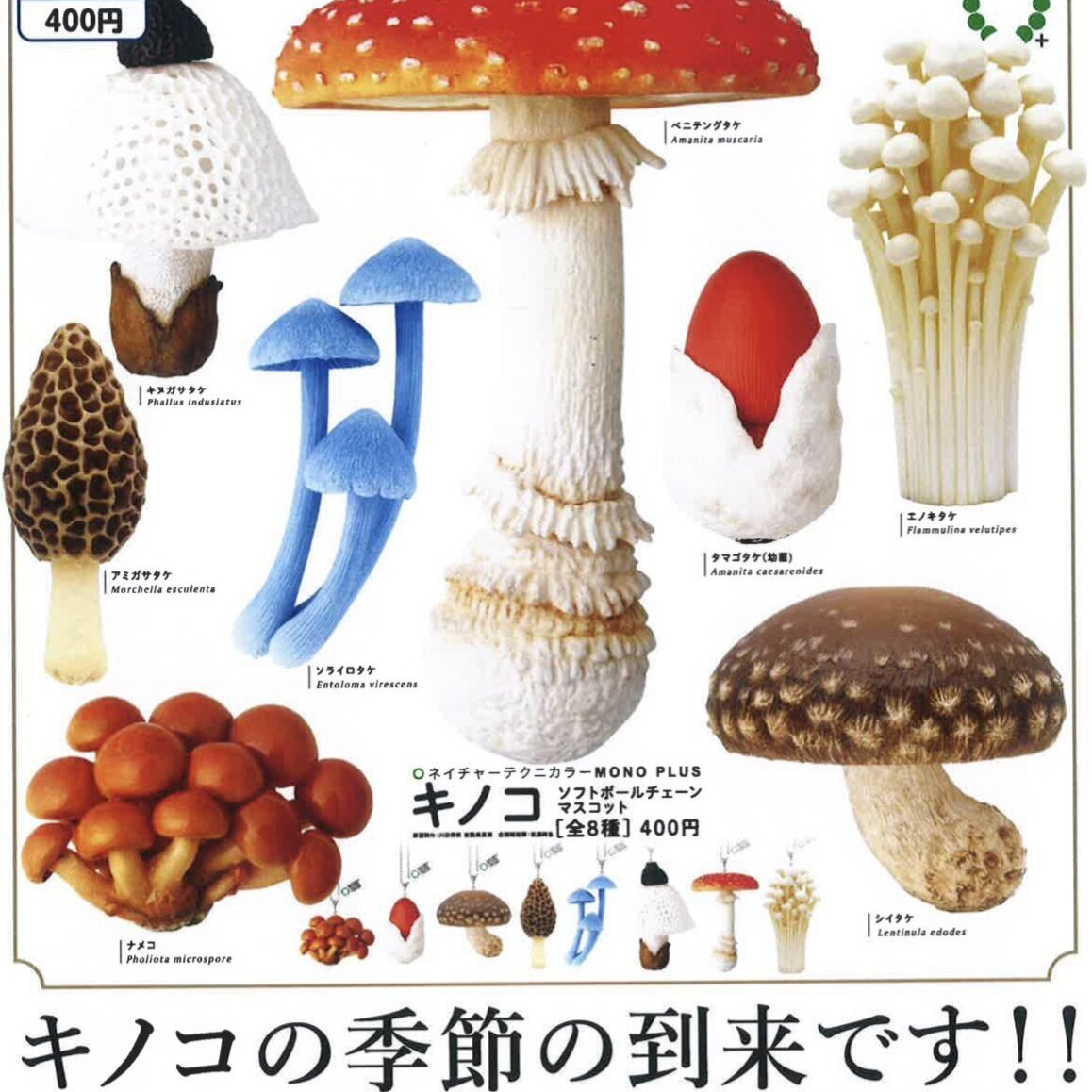 画像1: NTC MONO+ キノコソフトボールチェーンマスコット（再販）（９月）【■４００円カプセルトイ　３０個入り　いきもん】＋正規台紙