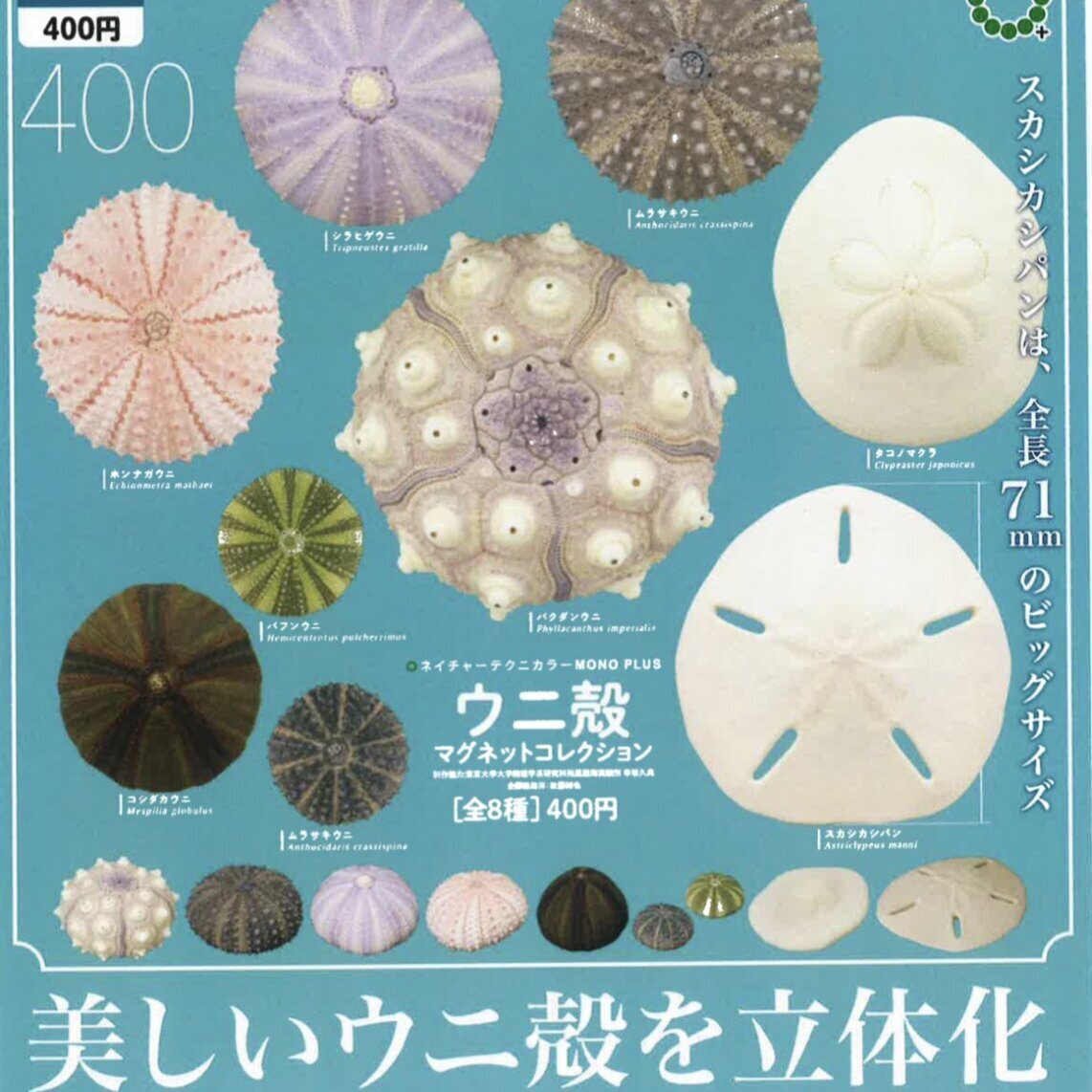 画像1: NTC MONO+ ウニ殻 マグネットコレクション（９月）【■４００円カプセルトイ　３０個入り　いきもん】＋正規台紙