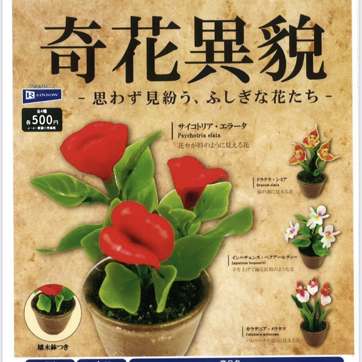 奇花異貌 -思わず見紛う、ふしぎな花たち-（1月）【▽500円
