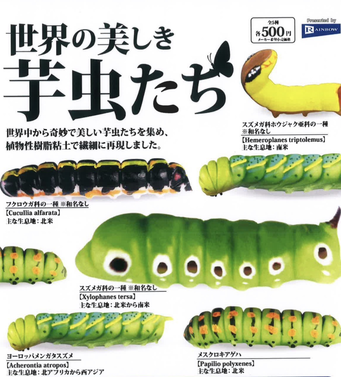 画像1: 世界の美しき芋虫たち（２月）【○５００円カプセル　２０個入り　レインボー】＋正規台紙