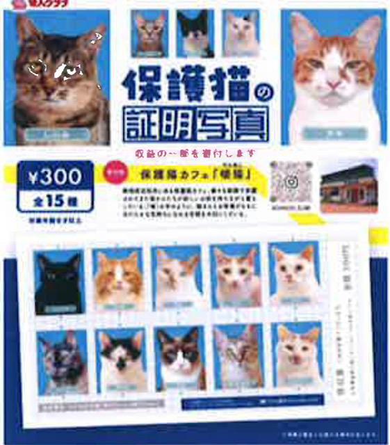 画像1: 保護猫の証明写真（１月）【●３００円カプセル　１カートン２００個入り　奇人クラブ】