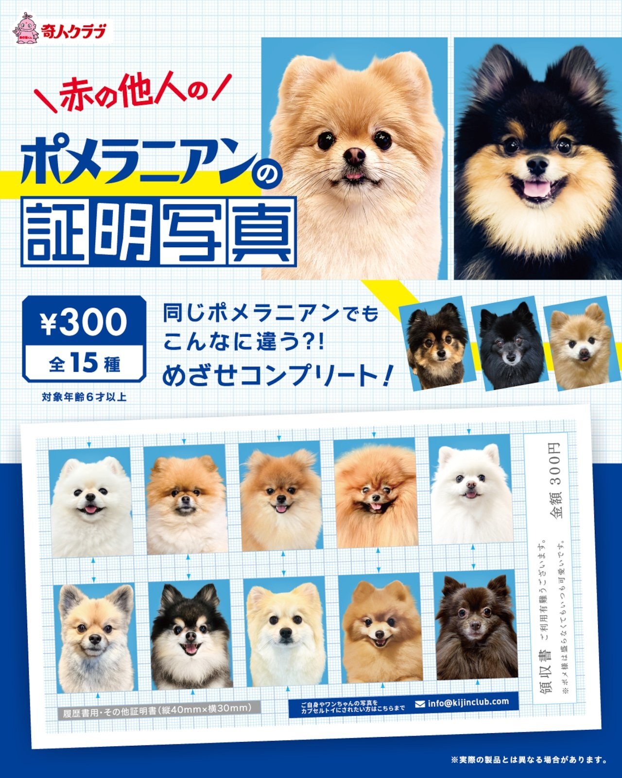 画像1: ポメラニアンの証明写真（１月）【●３００円カプセル　１カートン２００個入り　奇人クラブ】