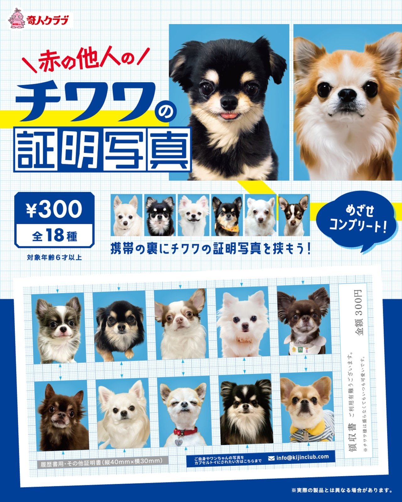 画像1: チワワの証明写真（１月）【●３００円カプセル　１カートン２００個入り　奇人クラブ】