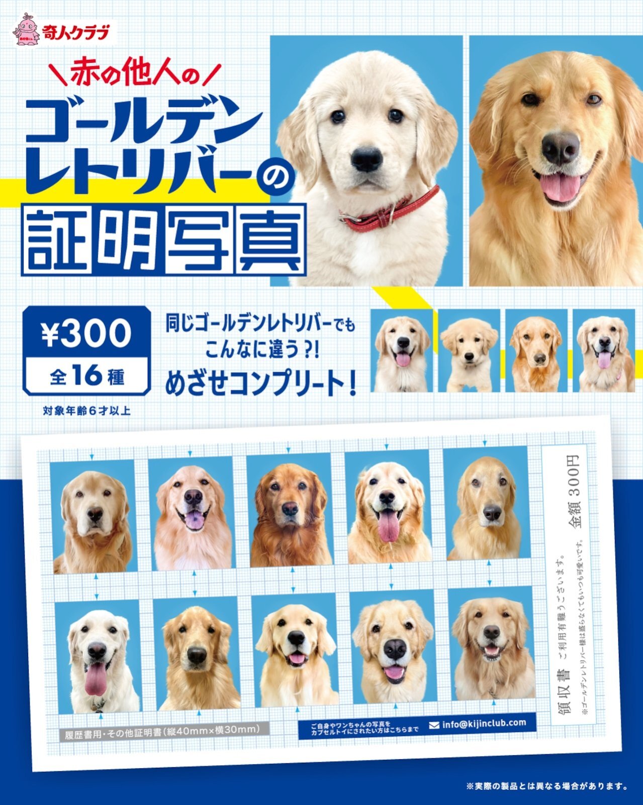 画像1: ゴールデンレトリバーの証明写真（１月）【●３００円カプセル　１カートン２００個入り　奇人クラブ】