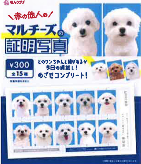 画像1: マルチーズの証明写真（１月）【●３００円カプセル　１カートン２００個入り　奇人クラブ】