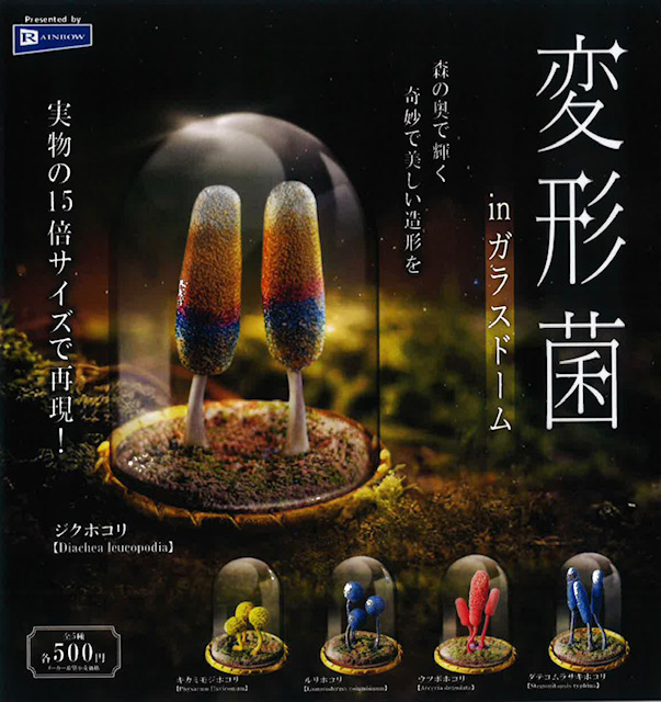 画像1: 変形菌 in ガラスドーム（４月）【☆５００円カプセル　２０個入り　レインボー】＋正規台紙