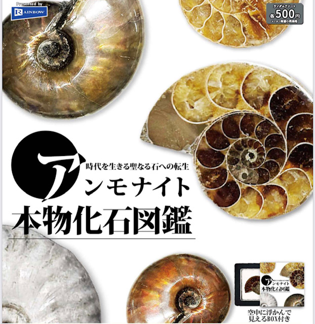 画像1: アンモナイト本物化石図鑑（５月）【★５００円カプセル　２０個入り　レインボー】＋正規台紙