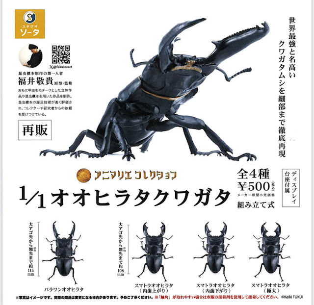 画像1: 1/1オオヒラタクワガタ（再販）（６月）【◇５００円カプセル　２０個入り　SO-TA】＋正規台紙