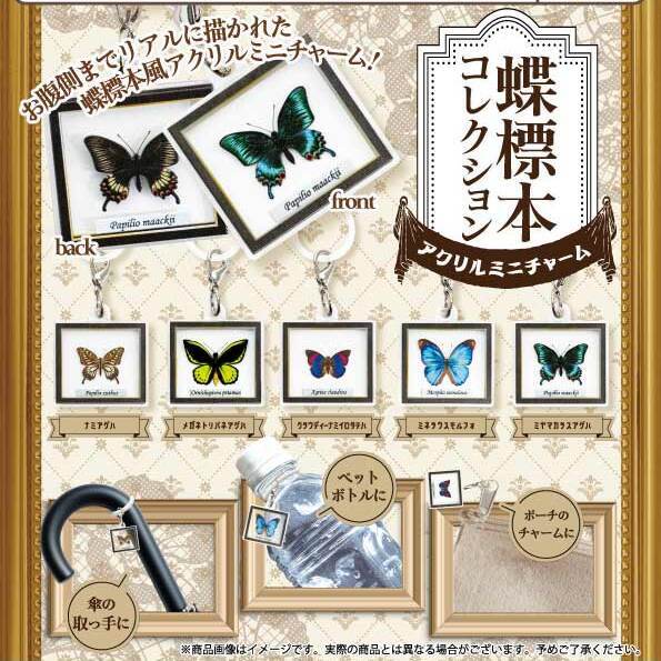 画像1: 蝶標本コレクション アクリルミニチャーム（７月）【◆３００円カプセル　４０個入り　funbox】＋正規台紙