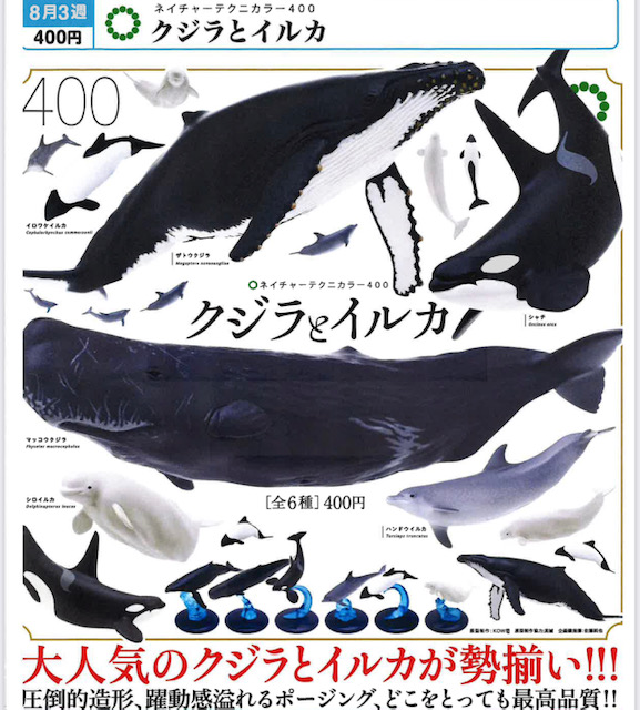 画像1: NTC400 クジラとイルカ（再販）（８月）【□４００円カプセル　３０個入り　いきもん】＋正規台紙