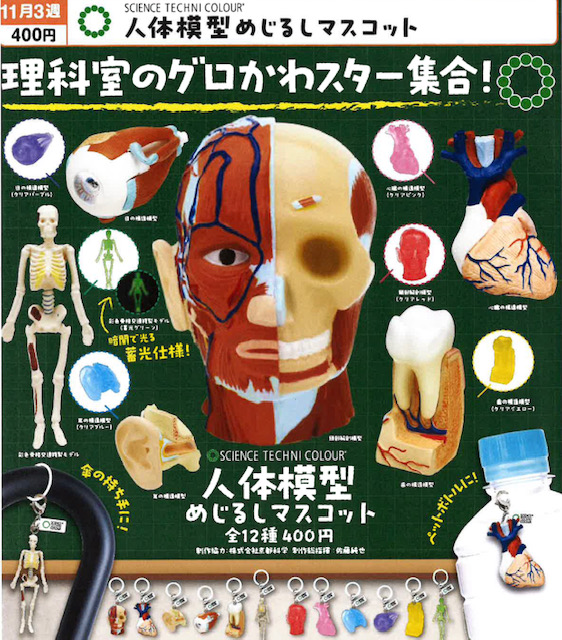 画像1: STC 人体模型めじるしマスコット（１１月）【▲４００円カプセル　３０個入り　いきもん】＋正規台紙