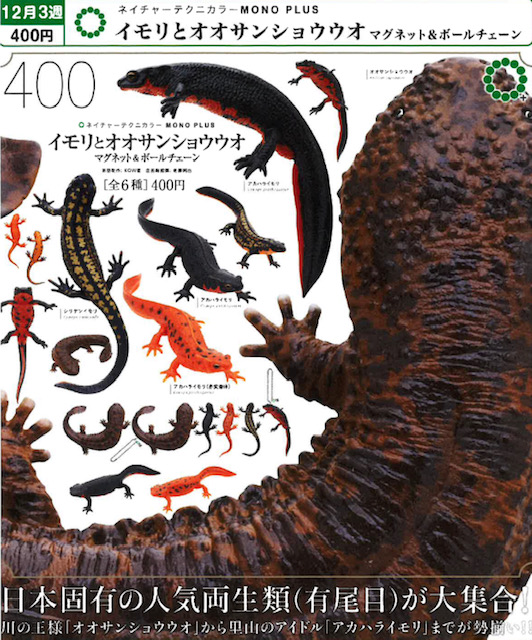 画像1: NTC MONO+ イモリとオオサンショウウオ マグネット&ボールチェーン（再販）（１２月）【▽４００円カプセル　３０個入り　いきもん】＋正規台紙