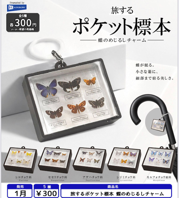 画像1: 旅するポケット標本 蝶のめじるしチャーム（１月）【▼３００円カプセル ４０個入り レインボー】＋正規台紙