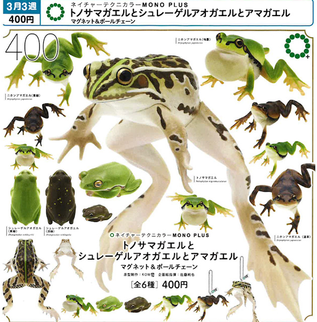 画像1: NTC MONO+ トノサマガエルとシュレーゲルアオガエルとアマガエル マグネット&ボールチェーン（３月）【〇400円カプセル 30個入り いきもん】＋正規台紙