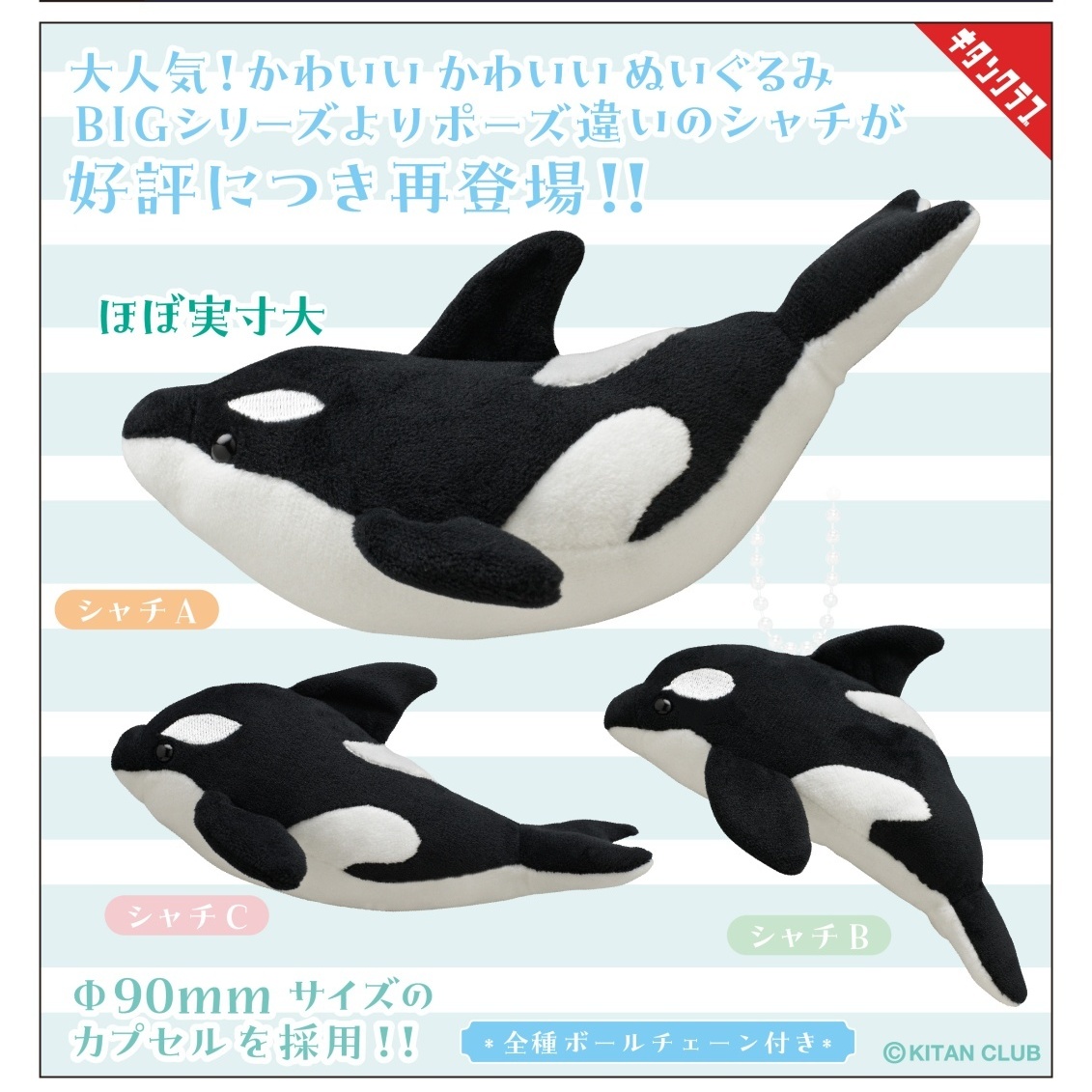 画像1: かわいい かわいい ぬいぐるみ BIG （シャチ）【再販】（２月）【〇500円カプセル 20個入り キタンクラブ】＋正規台紙