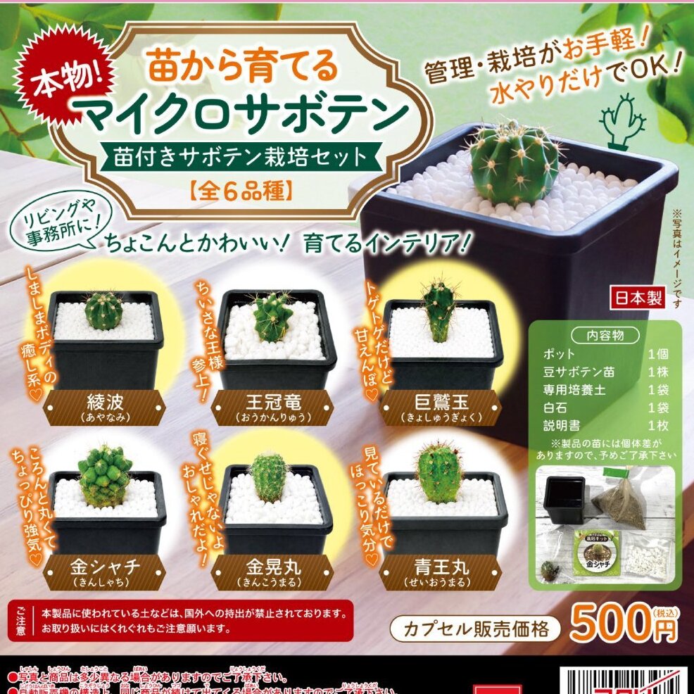 画像1: 本物！苗から育てるマイクロサボテン【栽培セット】（２月）【〇500円カプセル 30個入り ビーム】＋正規台紙
